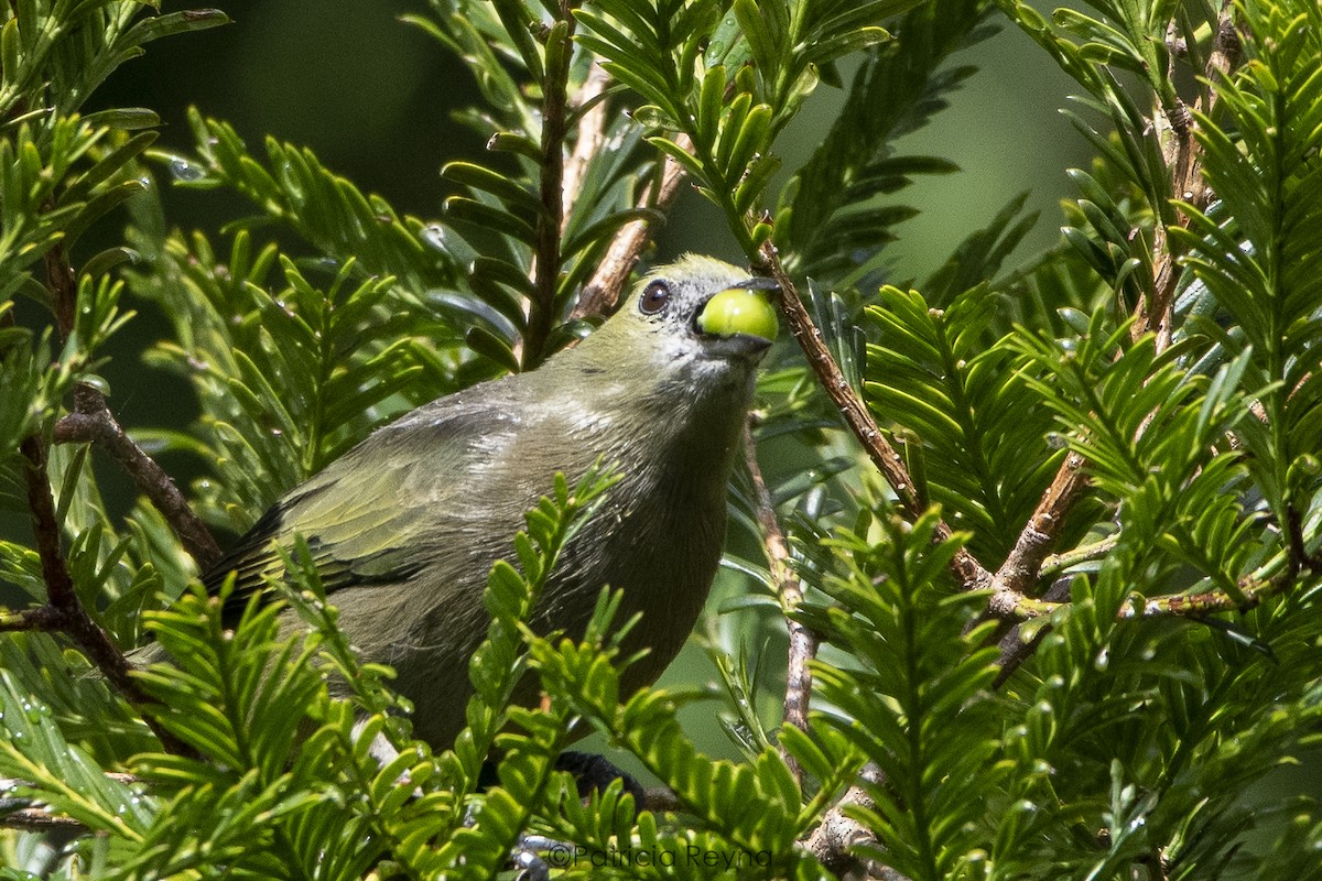 Palm Tanager - ML457978451