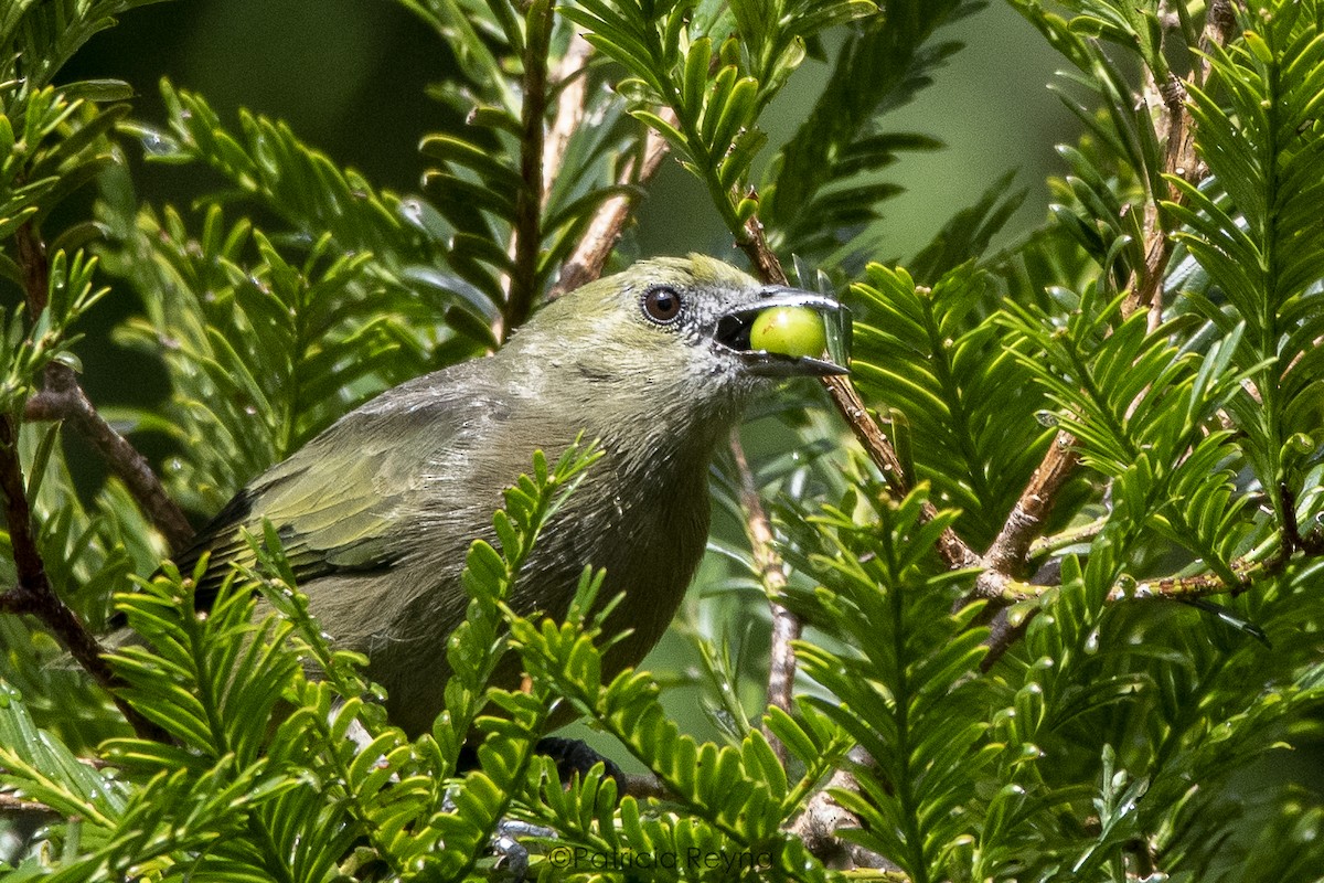 Palm Tanager - ML457978531