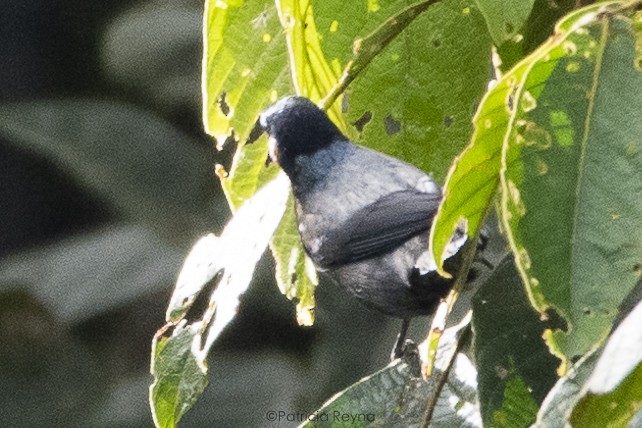 Silvery Tanager - ML457978731