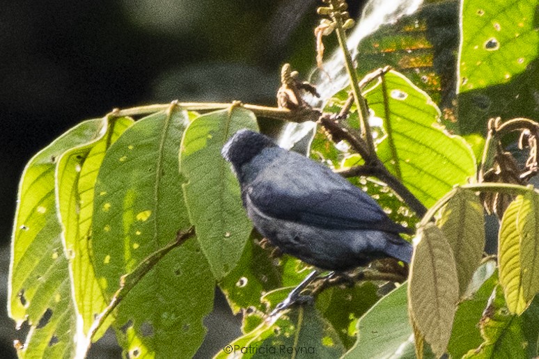 Silvery Tanager - ML457978741