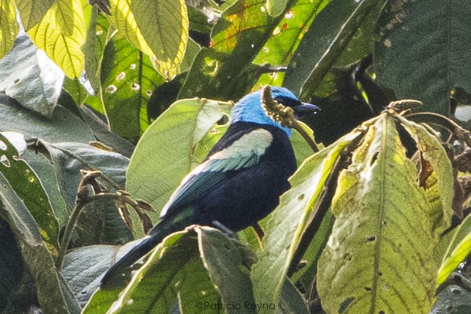 Blue-necked Tanager - ML457978821