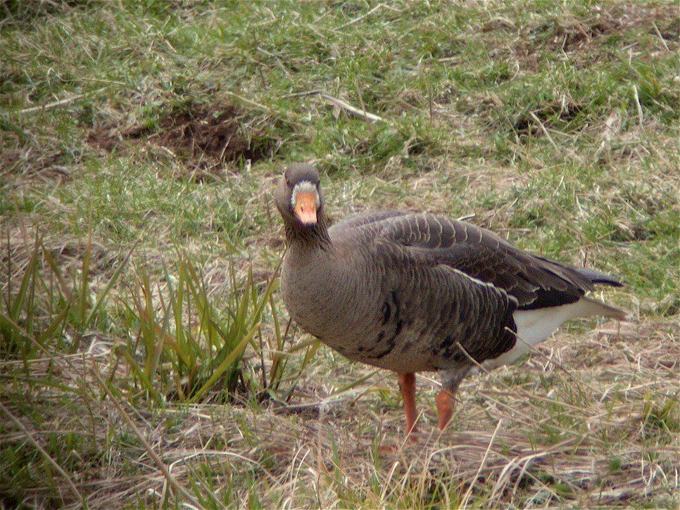 Greater White-fronted Goose - ML45798471