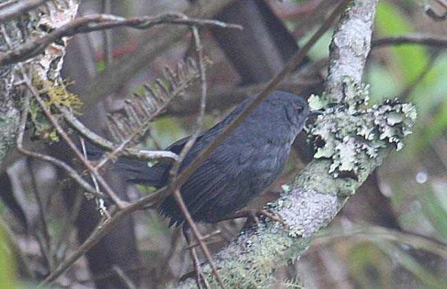 Mouse-colored Tapaculo - ML45798681