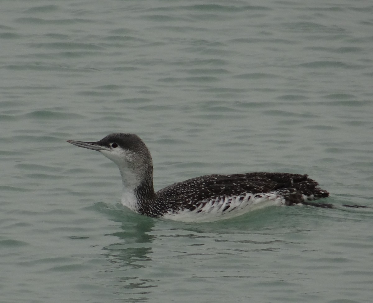 Red-throated Loon - ML457988251