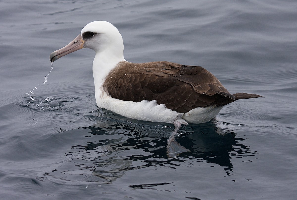 Laysan Albatross - Matt Brady