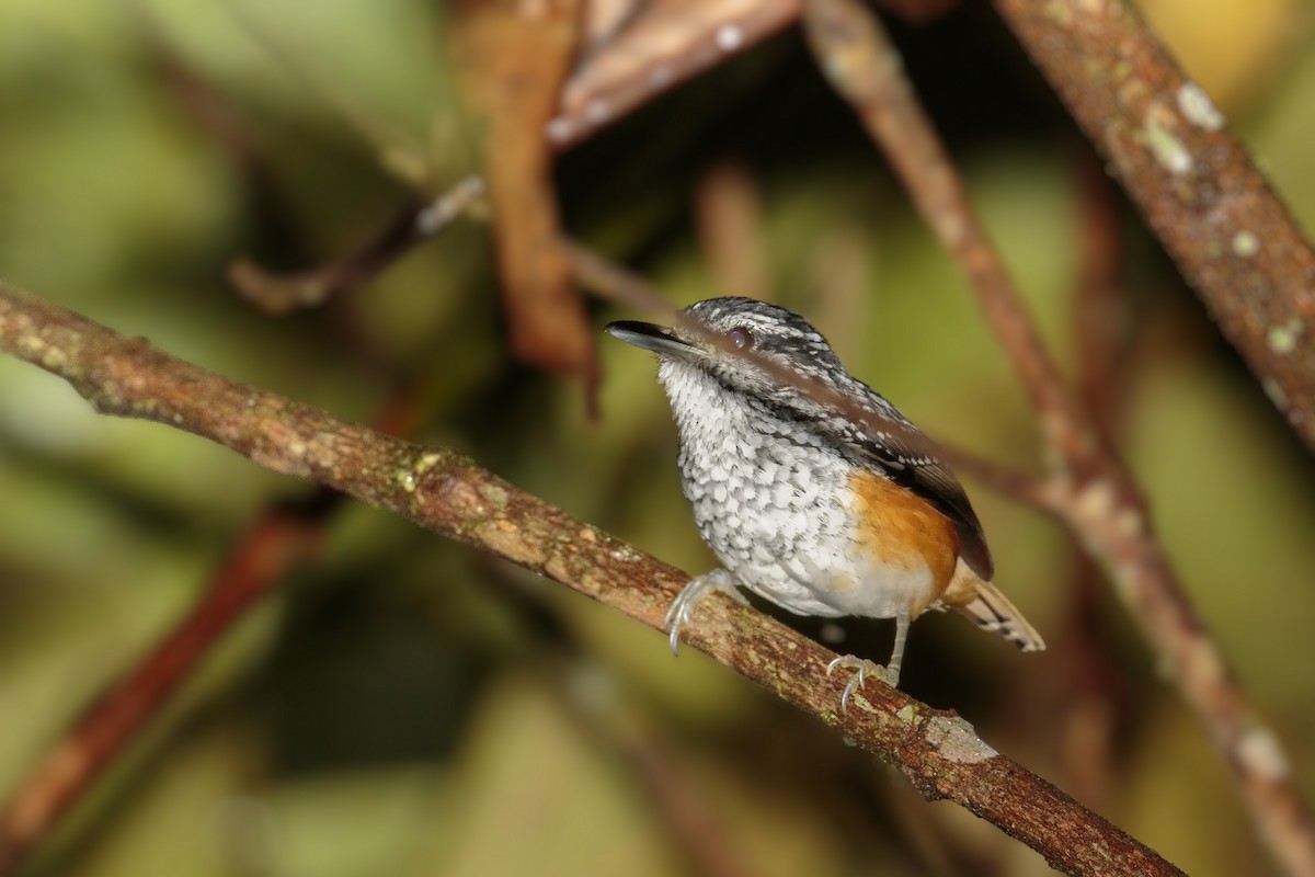 Peruvian Warbling-Antbird - ML457991591