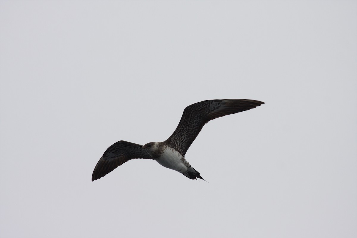Long-tailed Jaeger - ML45799541