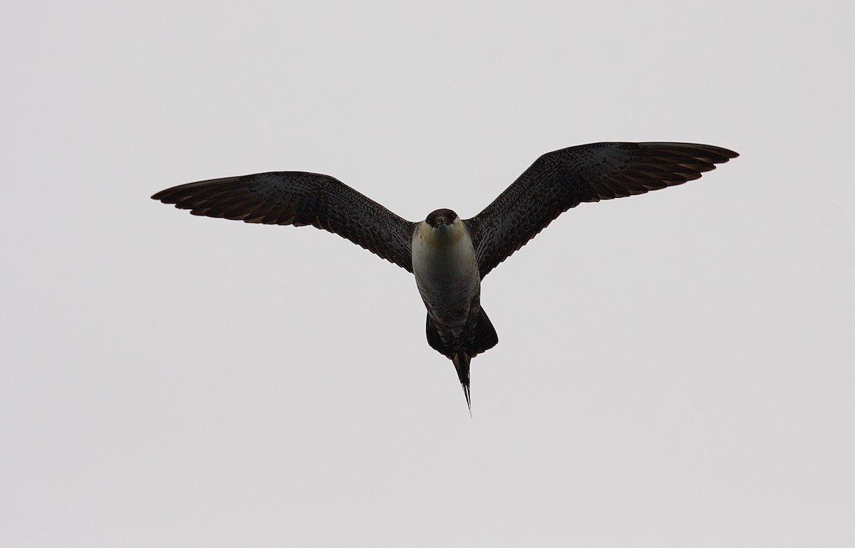 Long-tailed Jaeger - ML45799561