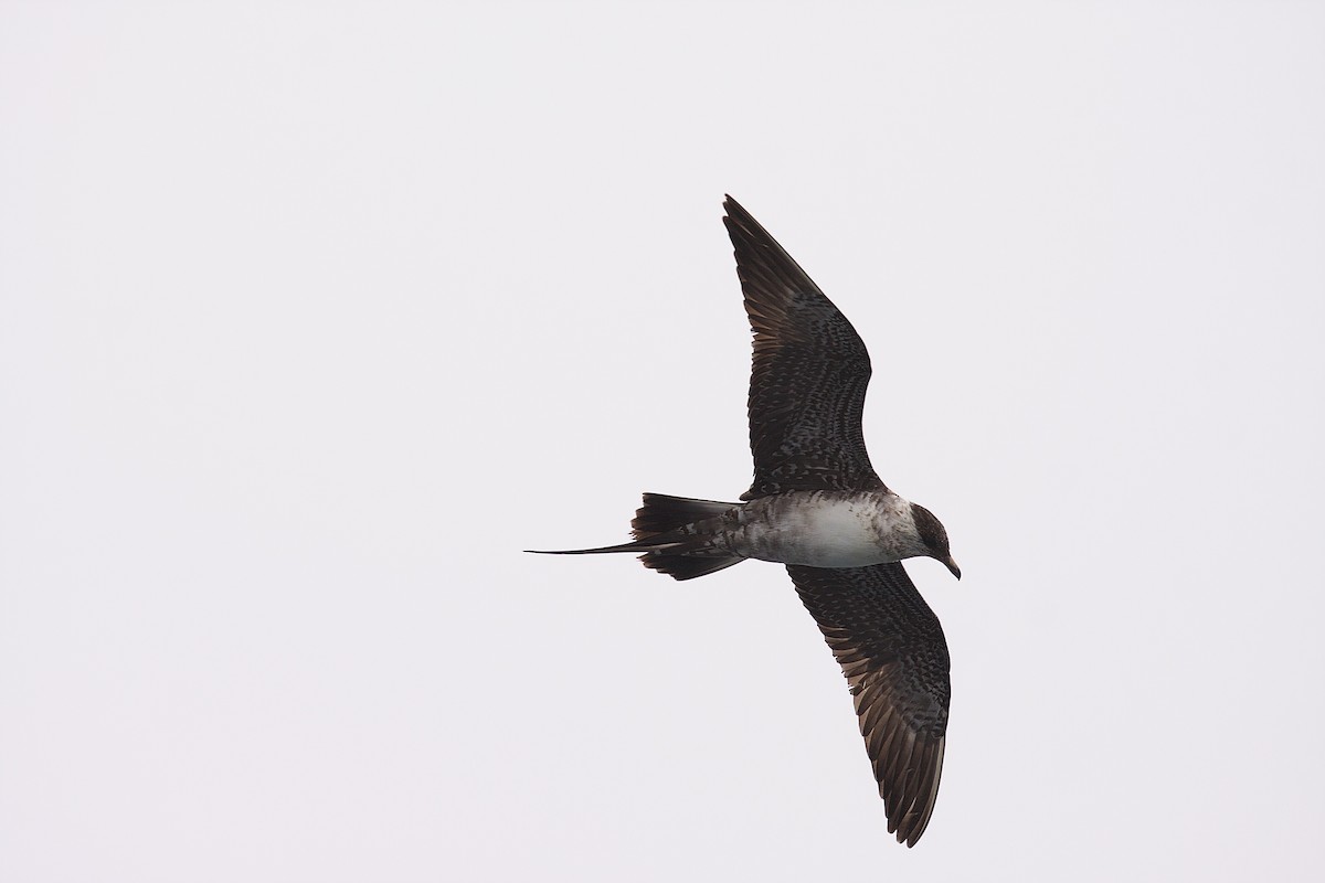 Long-tailed Jaeger - ML45799631