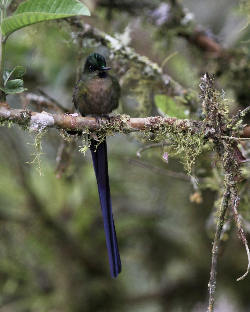 Violet-tailed Sylph - ML458004551