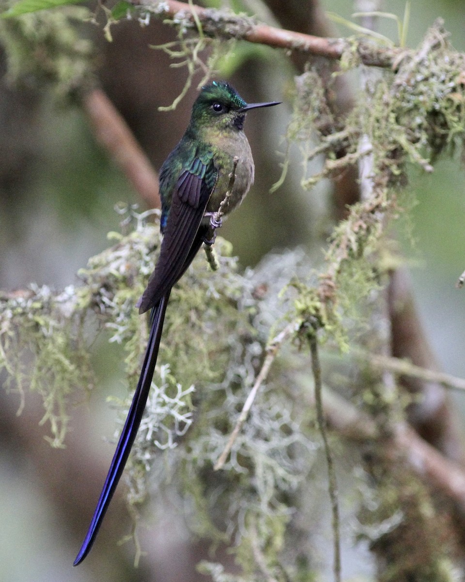 Violet-tailed Sylph - ML458010391