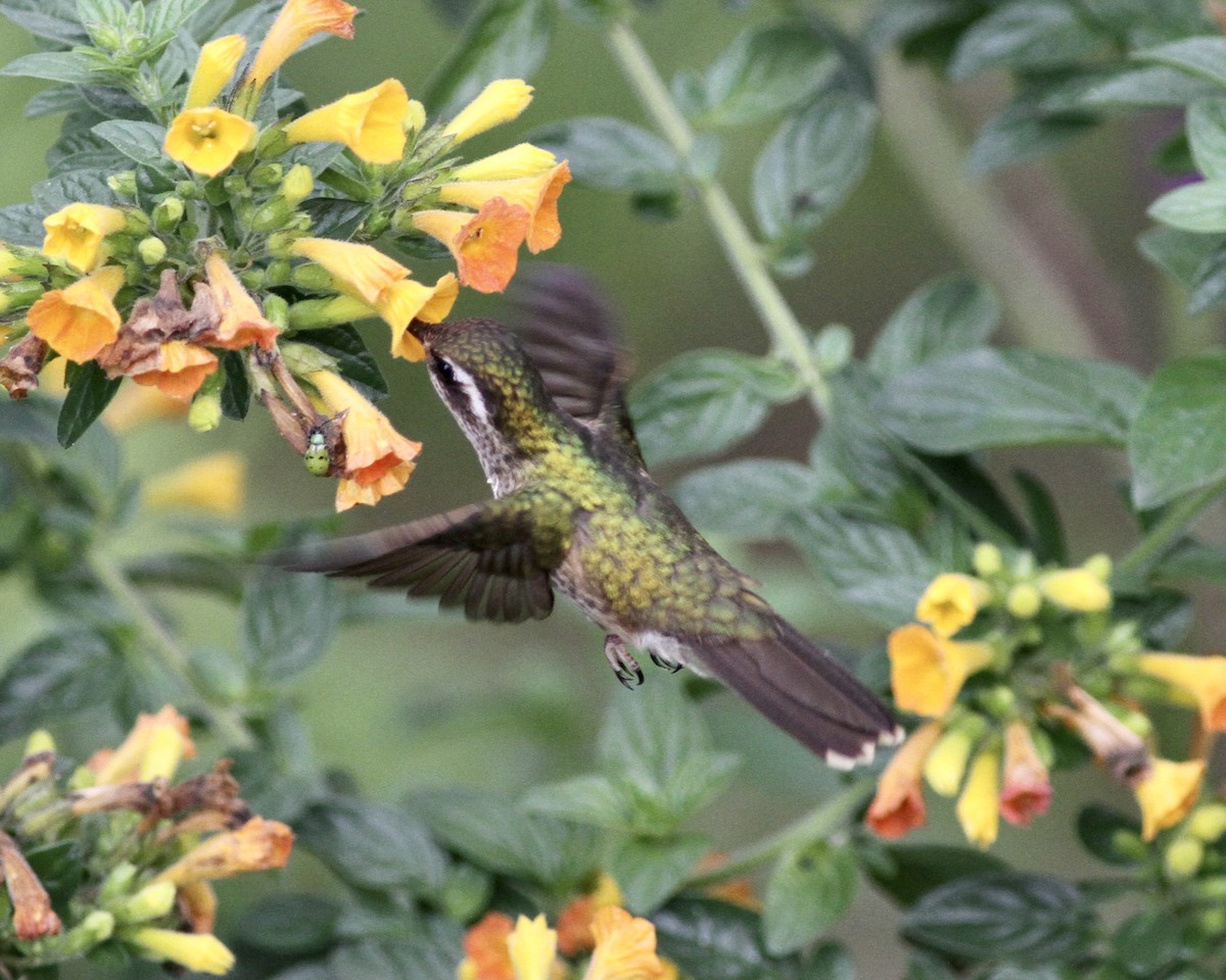 Speckled Hummingbird - ML458012131
