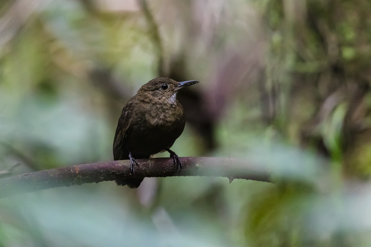Black-tailed Leaftosser - Stefan Hirsch
