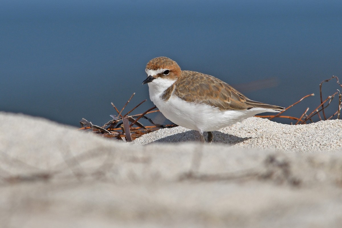 Red-capped Plover - ML458013881