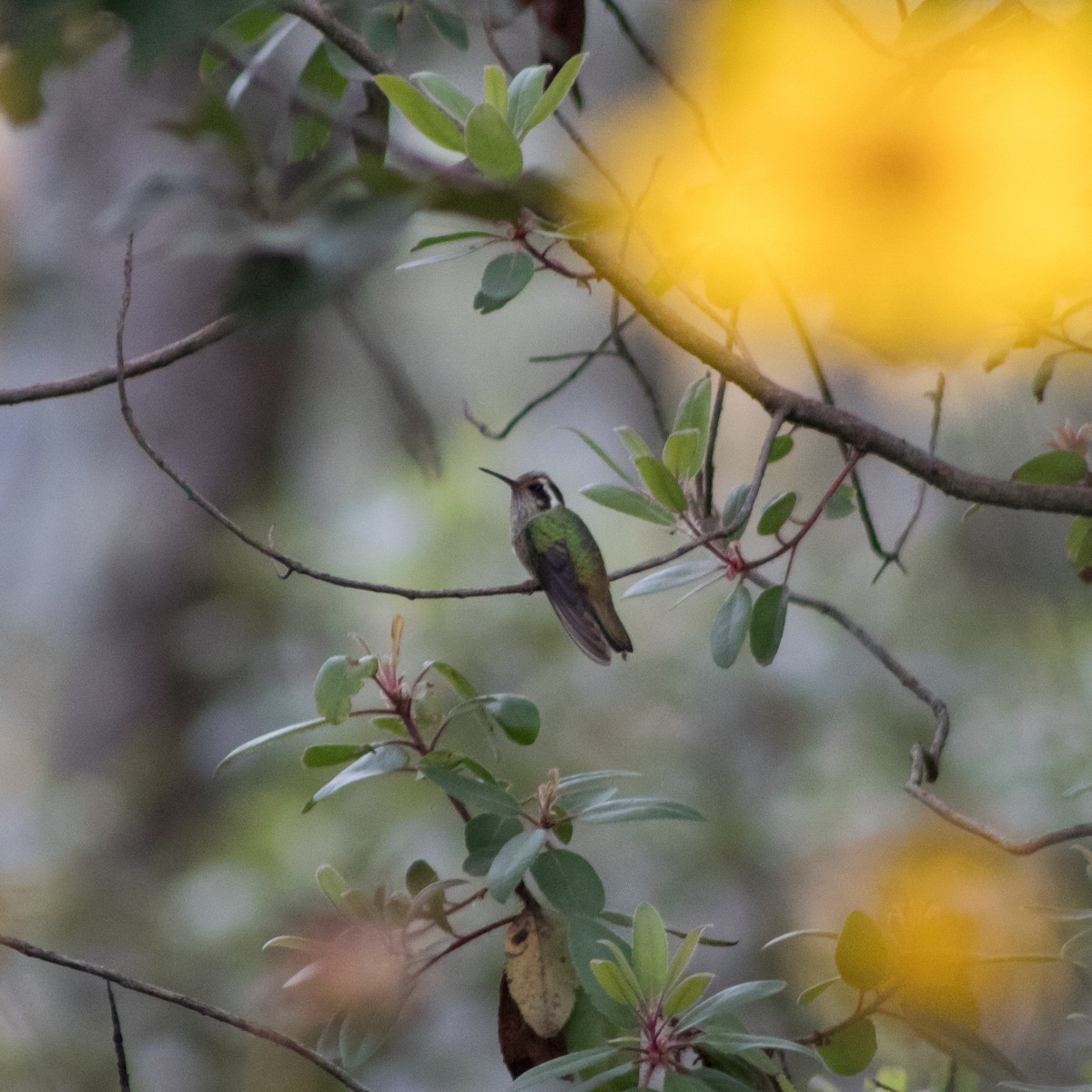 White-eared Hummingbird - ML458015011