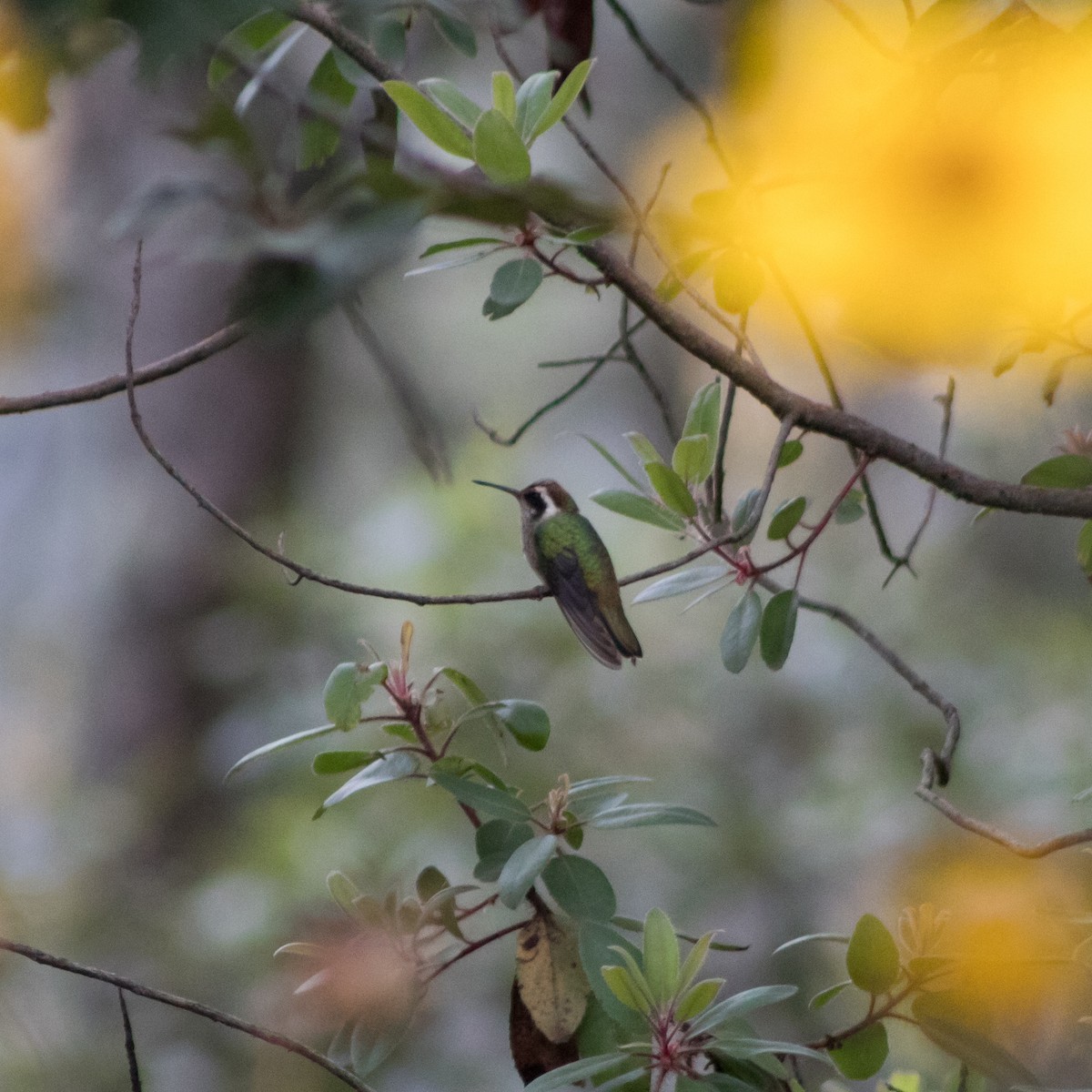 White-eared Hummingbird - ML458015021