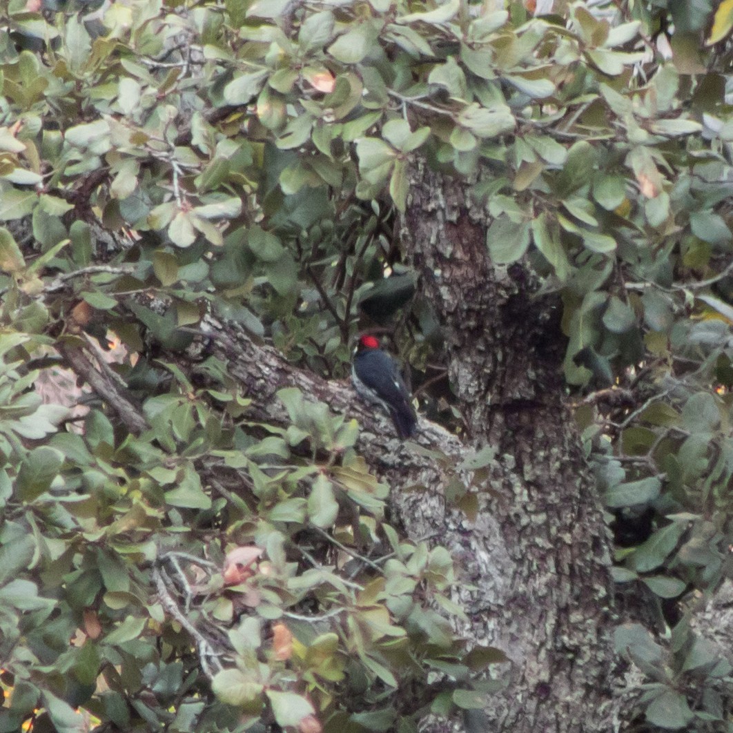 Acorn Woodpecker (Acorn) - ML458015211