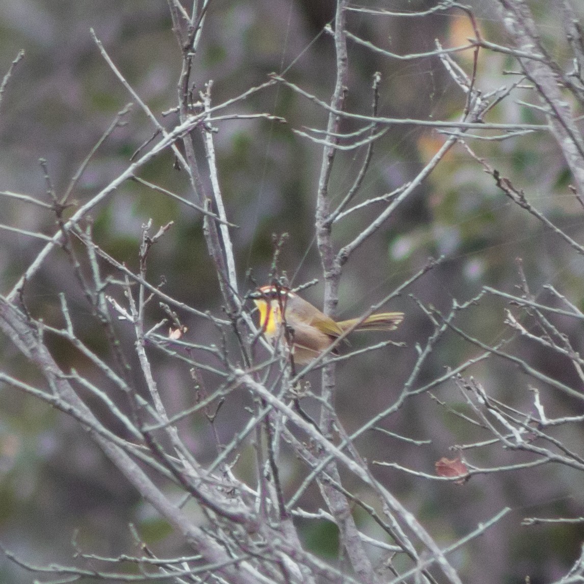 Rufous-capped Warbler - ML458015371