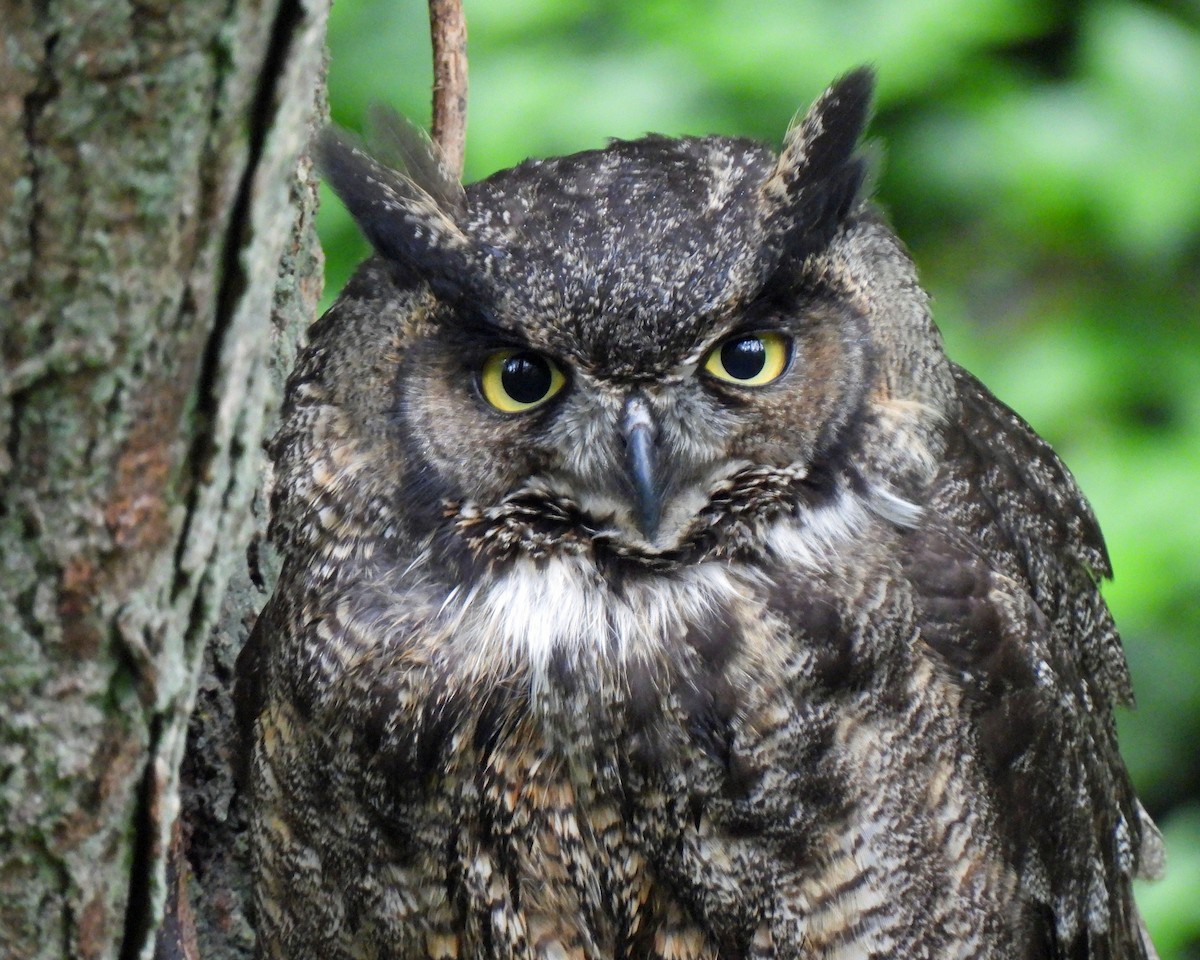 Great Horned Owl - ML458023821