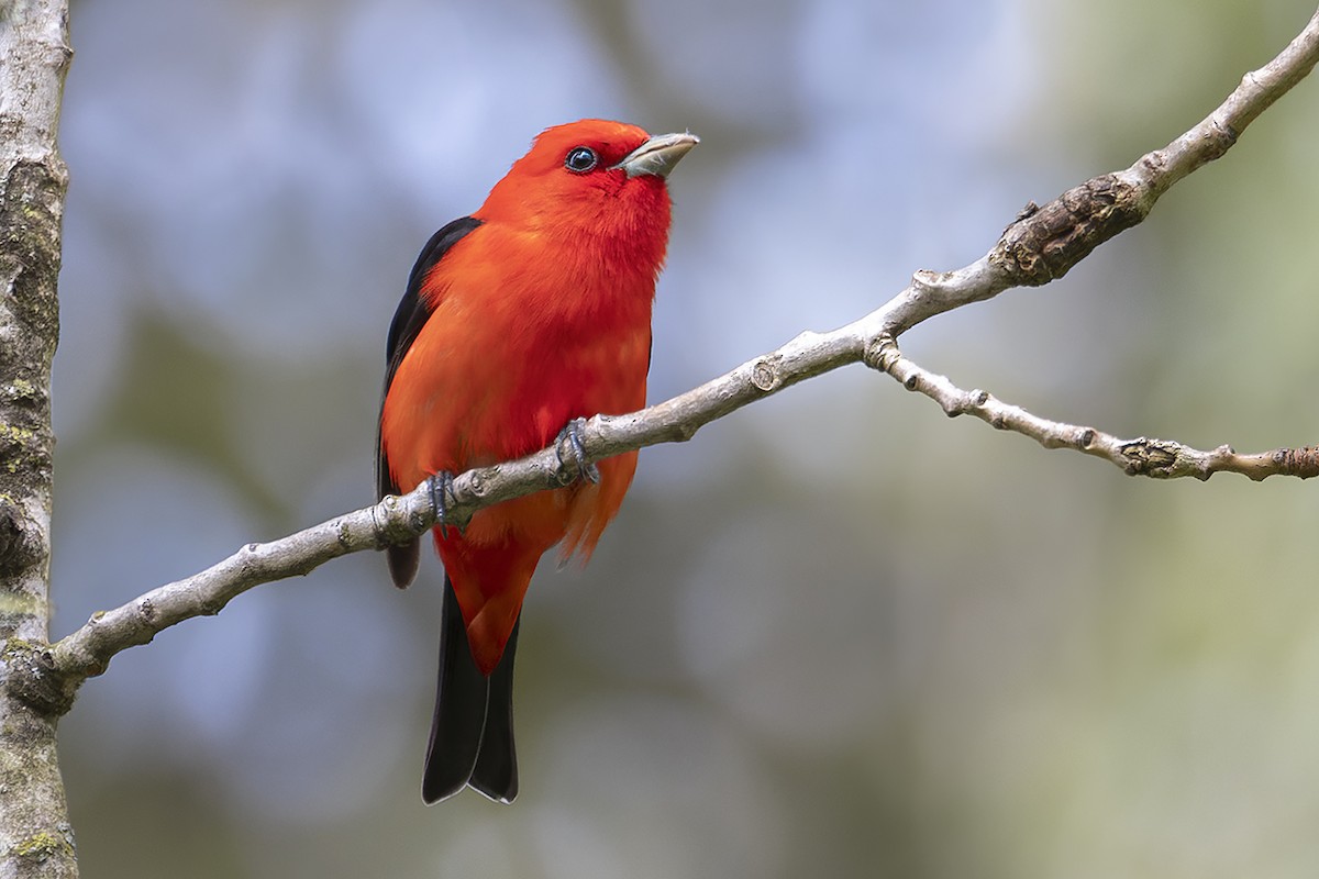 Scarlet Tanager - ML458024801