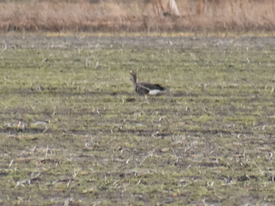 Greater White-fronted Goose - Rich Schwab