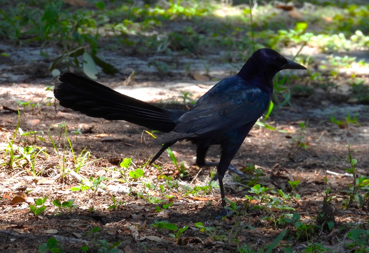Boat-tailed Grackle - ML458025241