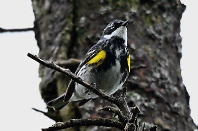 Yellow-rumped Warbler (Myrtle) - Marla Hibbitts