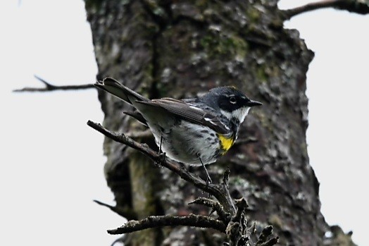 Yellow-rumped Warbler (Myrtle) - Marla Hibbitts