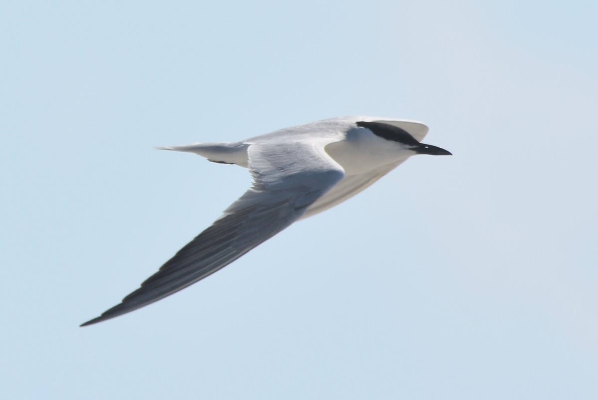 Gull-billed Tern - Michael Schall