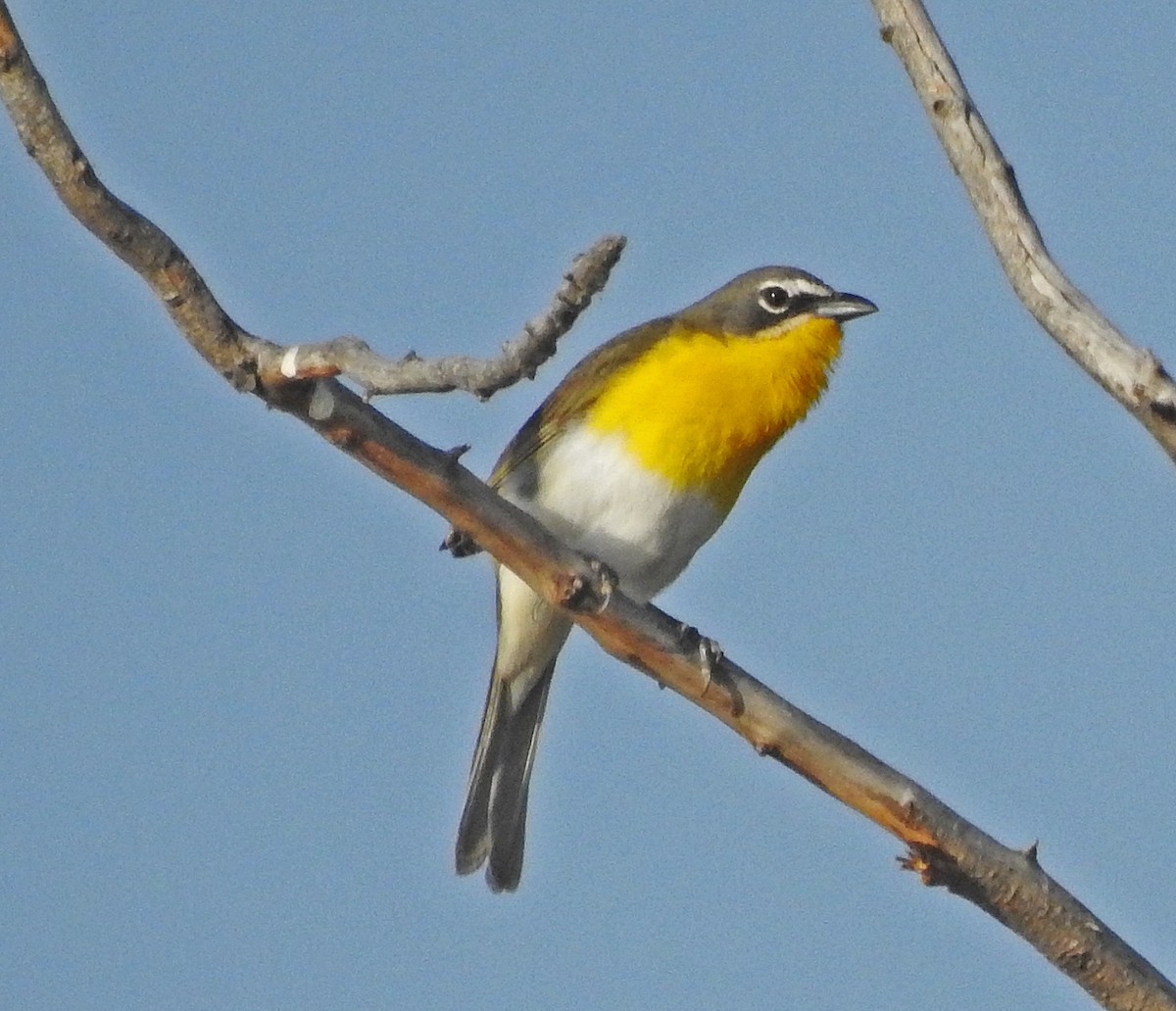Yellow-breasted Chat - ML458028411