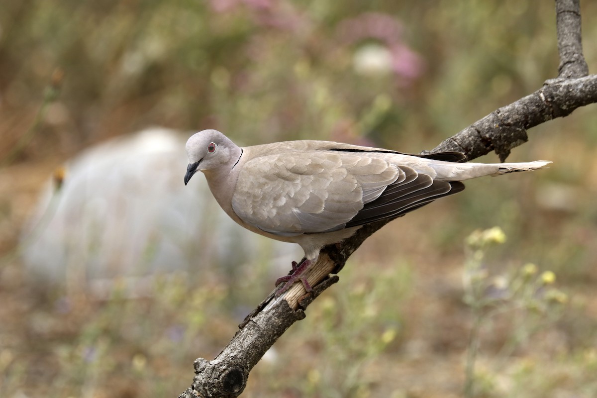 Eurasian Collared-Dove - ML458032541