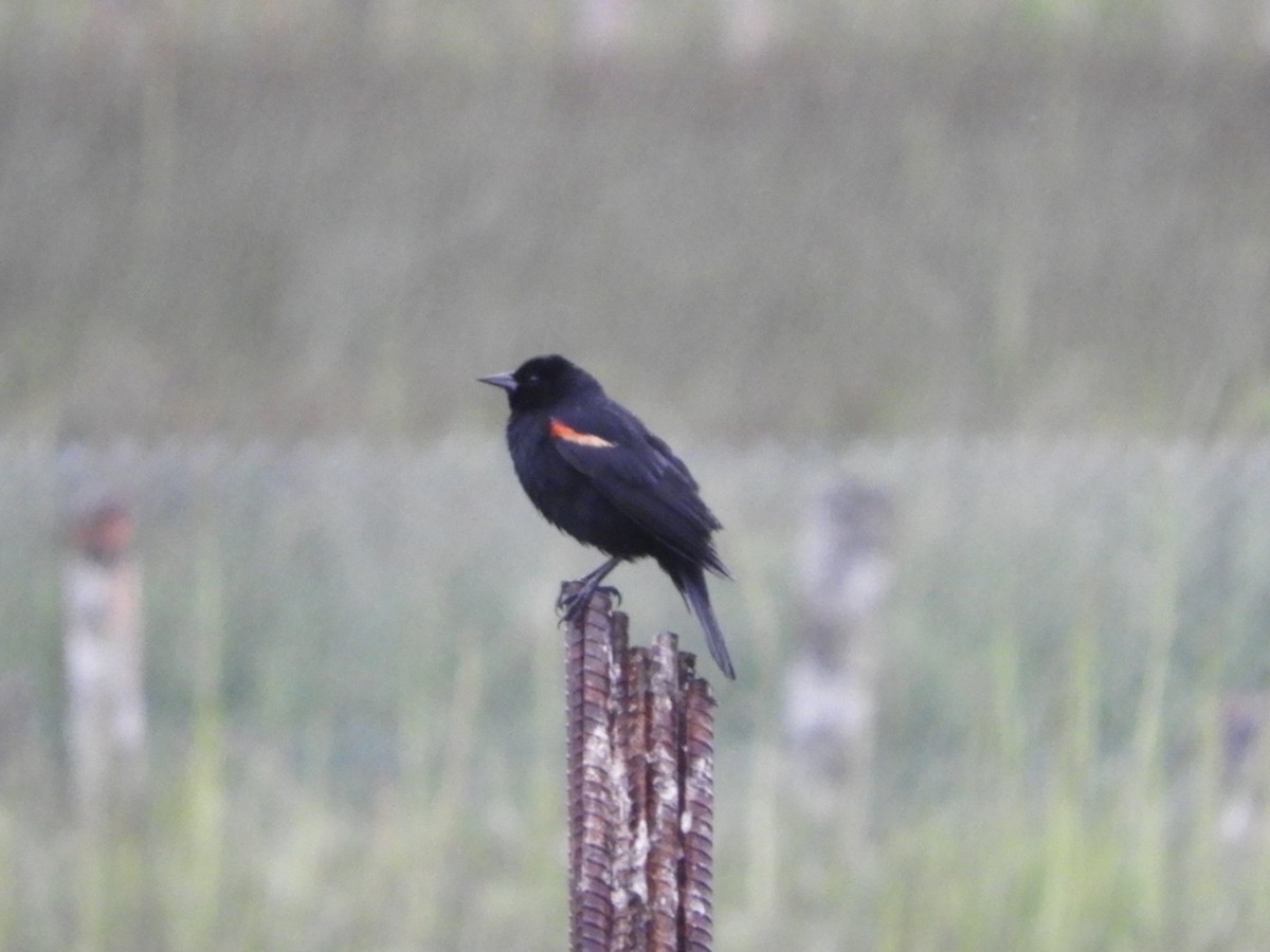 Red-winged Blackbird - ML458049221