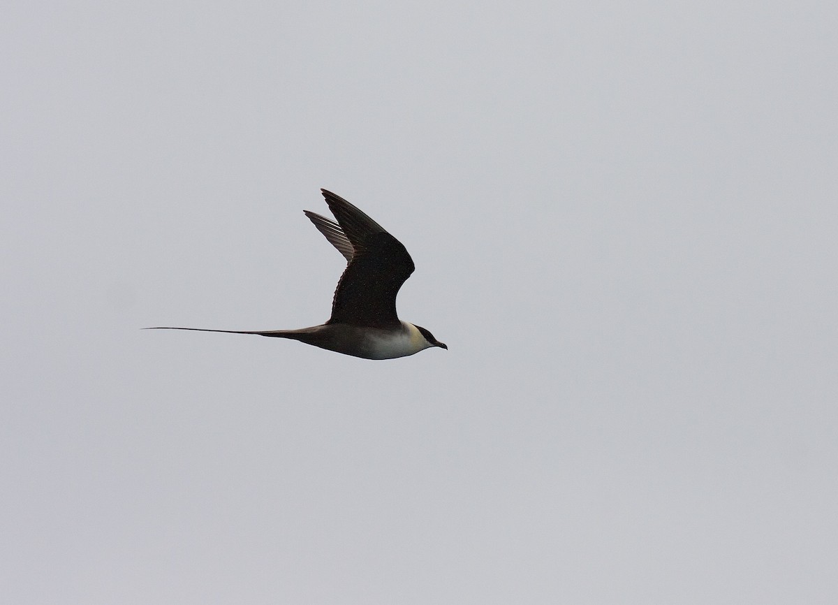 Long-tailed Jaeger - ML45804931