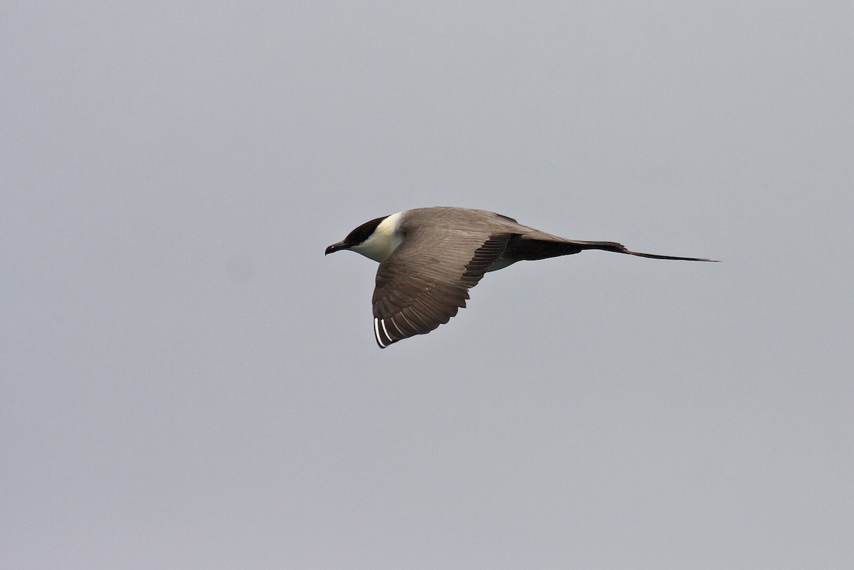 Long-tailed Jaeger - ML45804951