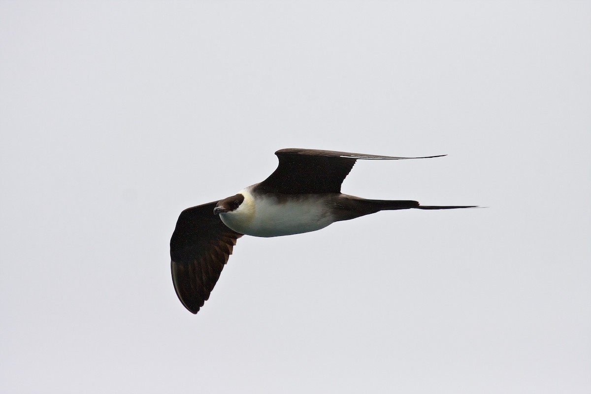 Long-tailed Jaeger - ML45804961