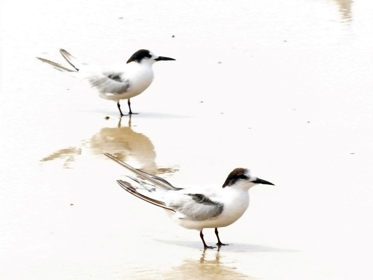 Common Tern - Jean Needham