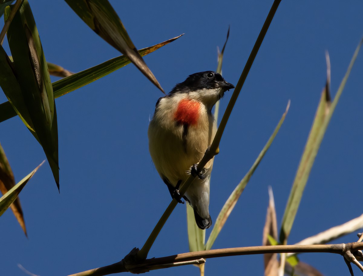 Blood-breasted Flowerpecker (Timor) - ML458054711