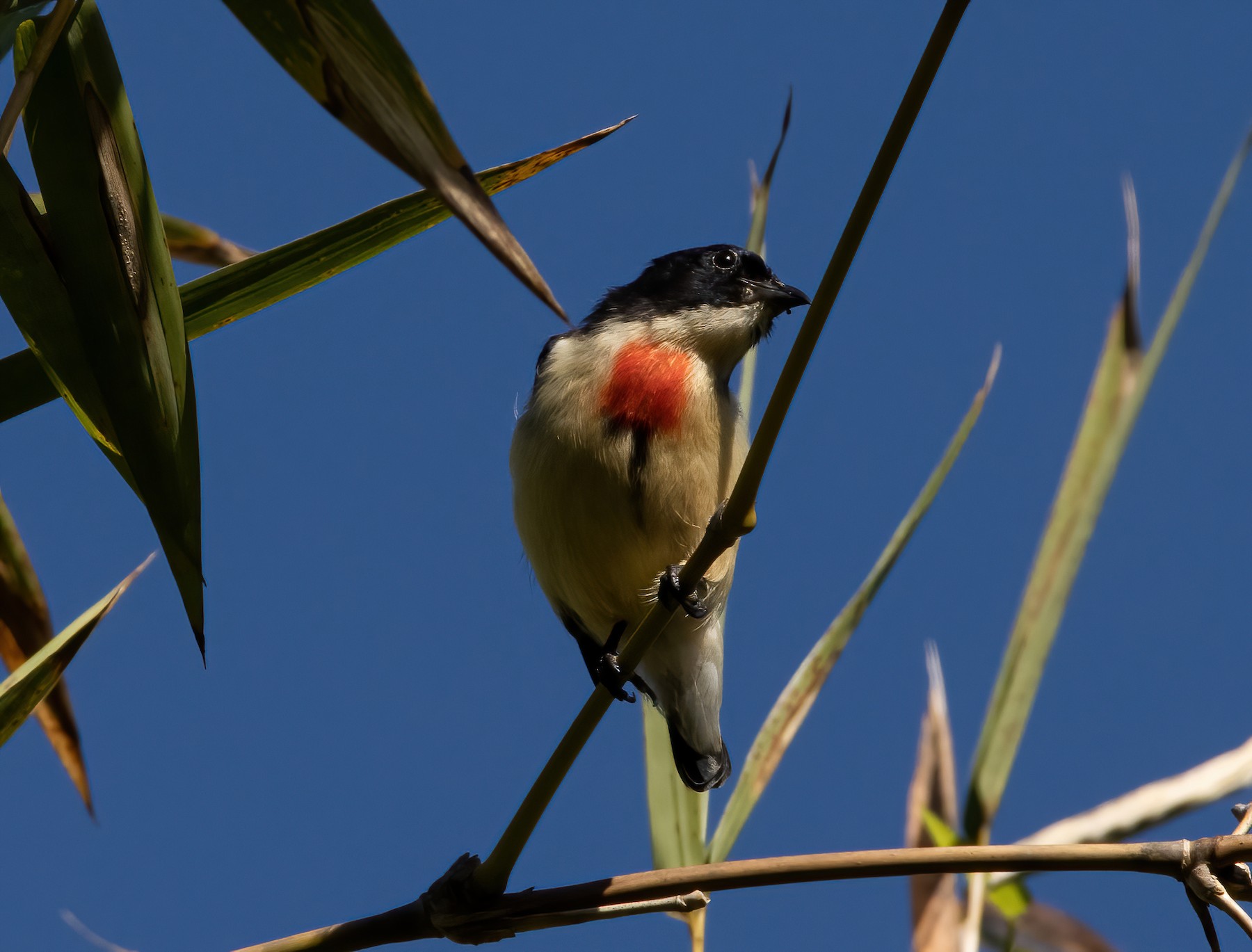 Blood-breasted Flowerpecker (Timor) - eBird