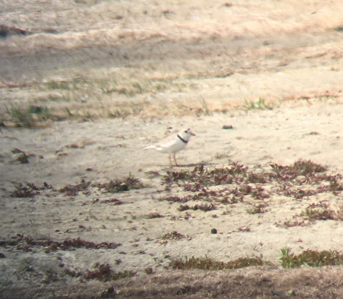 Piping Plover - ML458057251