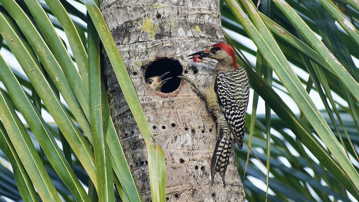 West Indian Woodpecker - Roberto Jovel
