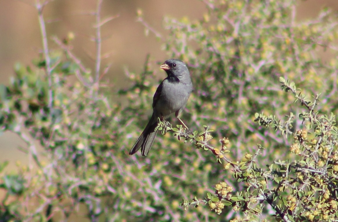 Black-chinned Sparrow - ML458060391