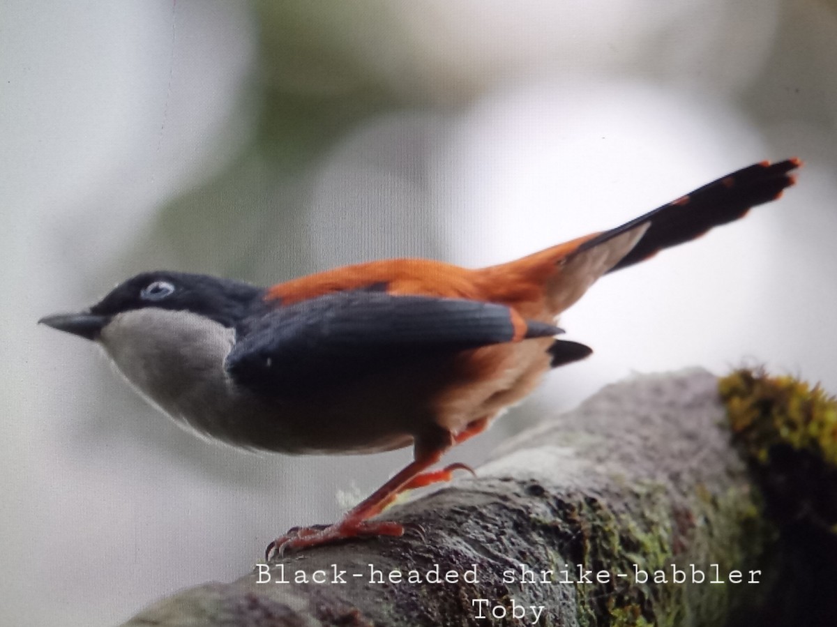 Black-headed Shrike-Babbler - Trung Buithanh