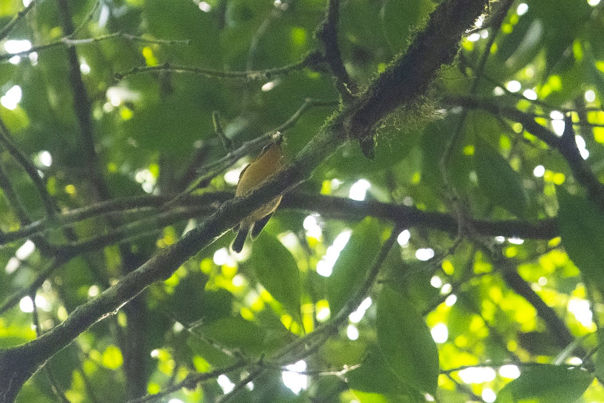 Pygmy Flycatcher - Wachara  Sanguansombat
