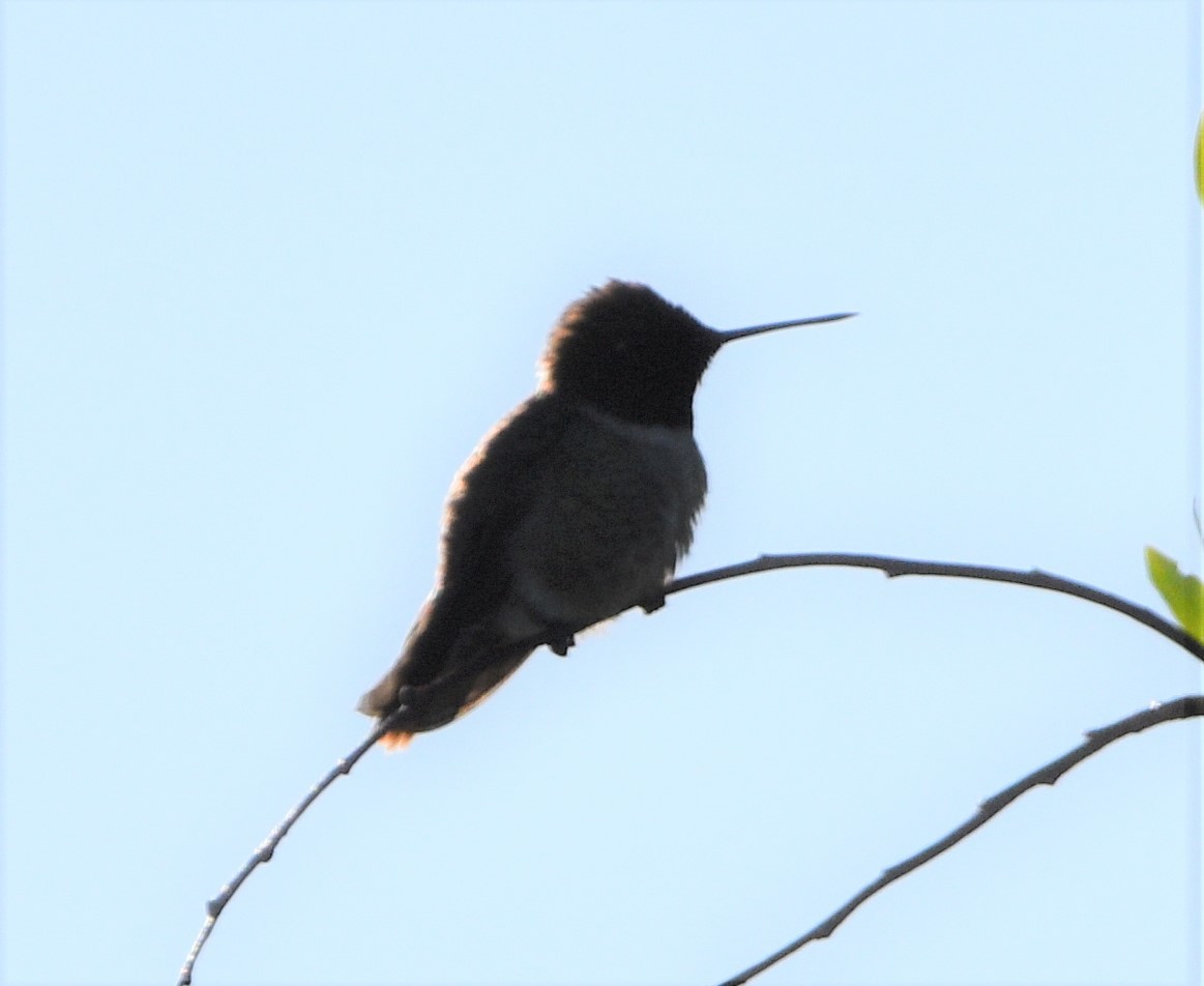 Black-chinned Hummingbird - ML458068711