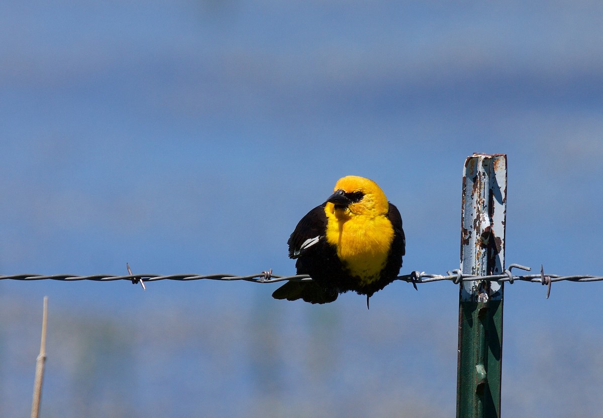 Yellow-headed Blackbird - Matt Brady