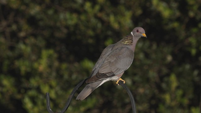 Pigeon à queue barrée (groupe fasciata) - ML458074461