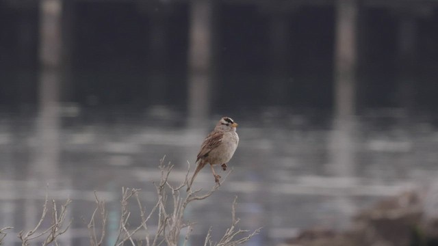 White-crowned Sparrow (nuttalli) - ML458076151