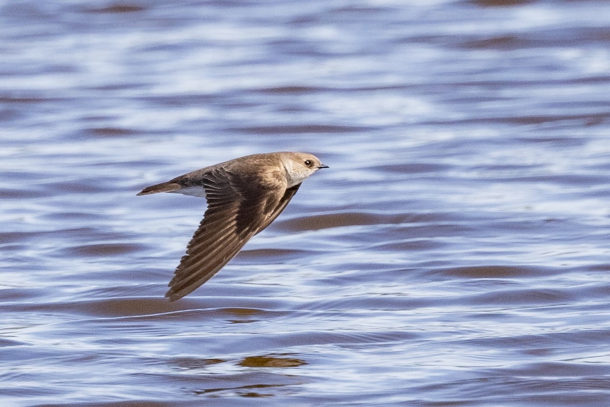 Northern Rough-winged Swallow - ML458076931