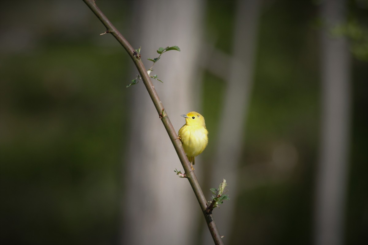 Yellow Warbler - Jonathan DeBalko