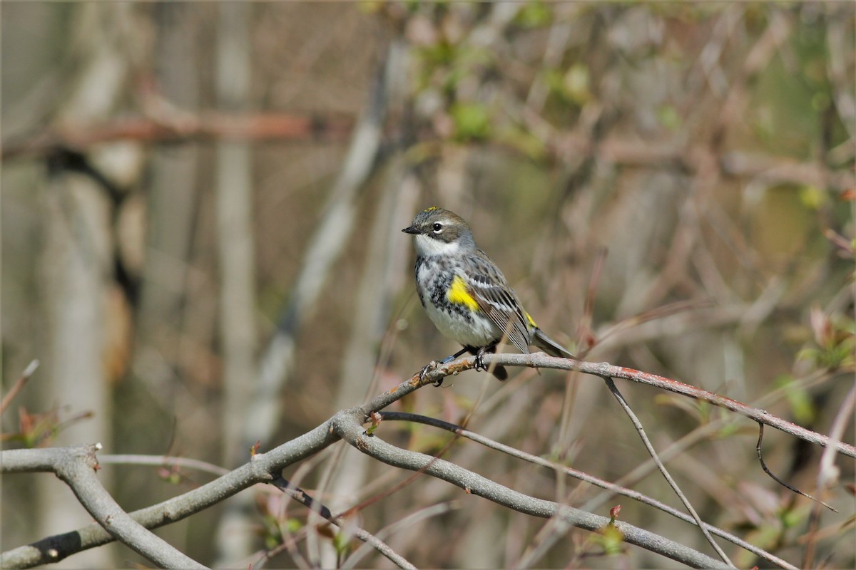 Yellow-rumped Warbler (Myrtle) - ML458080081
